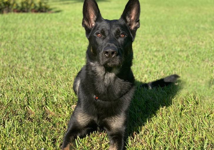 Florida Police Dog Dies in Line of Duty … After Saving Cops’ Lives